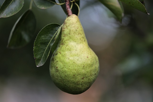 pear-7415026_640